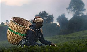 Sundance: <I>Kikuyu Land</I> cinematographer/editor Andrew H. Brown