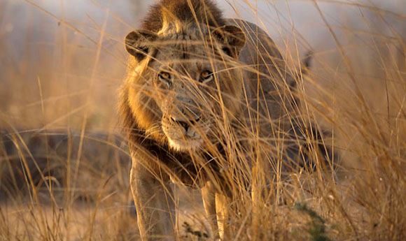 Emmy-nominated <I>Kingdom</I> composer taps sounds of Zambia