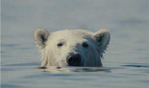 Sundance: <I>Nuisance Bear</I> editor Andres Landau