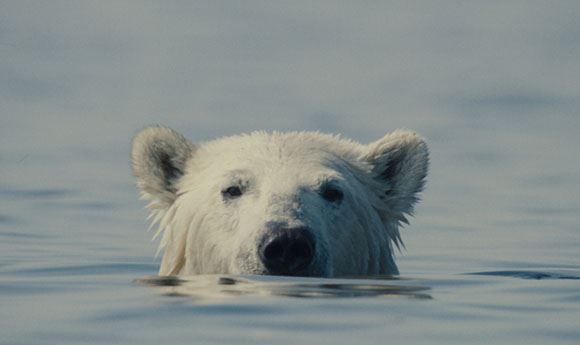 Sundance: <I>Nuisance Bear</I> editor Andres Landau