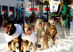 SONY'S XDCAM HD TAKES ON IDITAROD