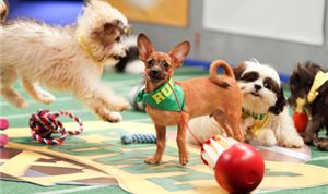 Puppy Bowl scores with Discovery