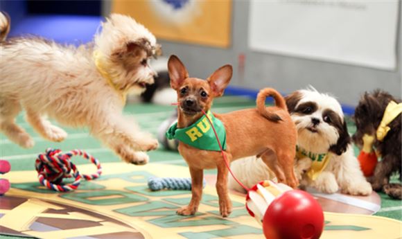 Puppy Bowl scores with Discovery