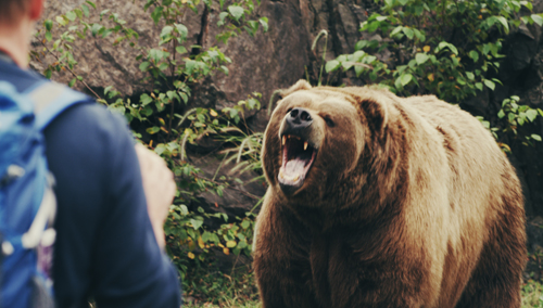 A large brown bear with its mouth wide open in a roar, facing a person wearing a blue backpack.
