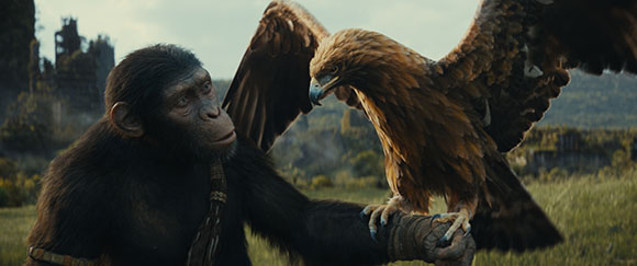 A chimpanzee gazes intently at a large golden eagle perched on its arm in a grassy field.