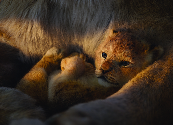A close-up of a small leopard cub lying curled up in soft, warm sunlight.