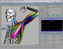 3D software interface showing a digital model of a human skeleton with colorful muscle overlays.