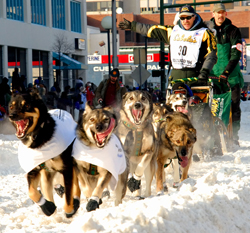 A team of sled dogs pulls a musher through deep snow during a race.
